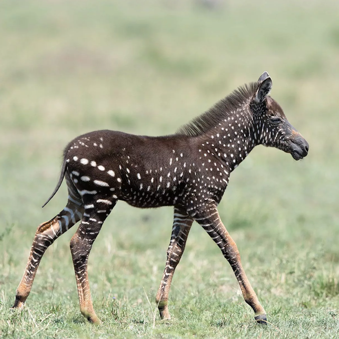 Laura318US's tweet photo. This zebra was born with a pattern almost no other zebra has

Tira was born in Kenya with a rare genetic condition that disrupted the normal zebra stripe pattern, leaving him with a dark coat covered in white spots https://t.co/Uy0IoxJ9aM