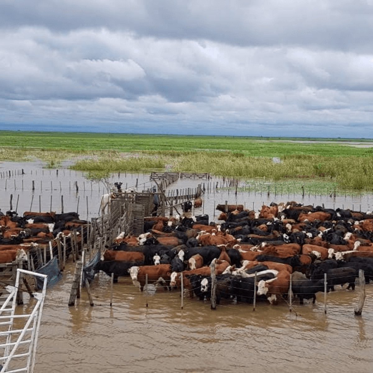 GyC_Contenidos's tweet photo. Claves para mitigar los efectos del Niño

Con El Niño ya instalado y una alta probabilidad de que continúe durante la primavera, la planificación se vuelve una herramienta central para la ganadería.

https://t.co/19fJ5FlwdT https://t.co/J0cKUyKspr