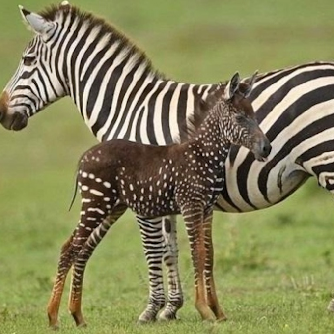 Laura318US's tweet photo. This zebra was born with a pattern almost no other zebra has

Tira was born in Kenya with a rare genetic condition that disrupted the normal zebra stripe pattern, leaving him with a dark coat covered in white spots https://t.co/Uy0IoxJ9aM