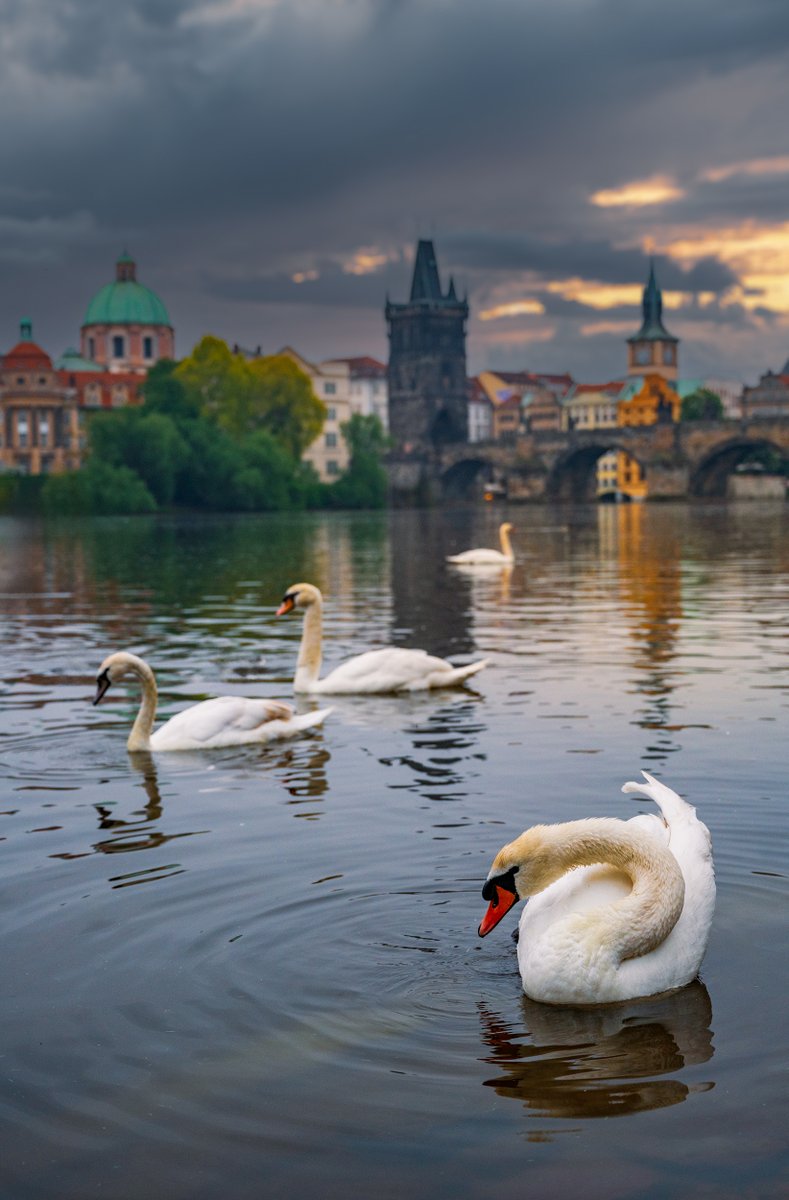 drexcrv6c3's tweet photo. Today I stood by the riverbank, the sun and clouds reflecting on its surface, and caught a glimpse of a pair of swans that made me feel warm and calm—this quiet moment is the best gift. https://t.co/PkNVnrt6Jb