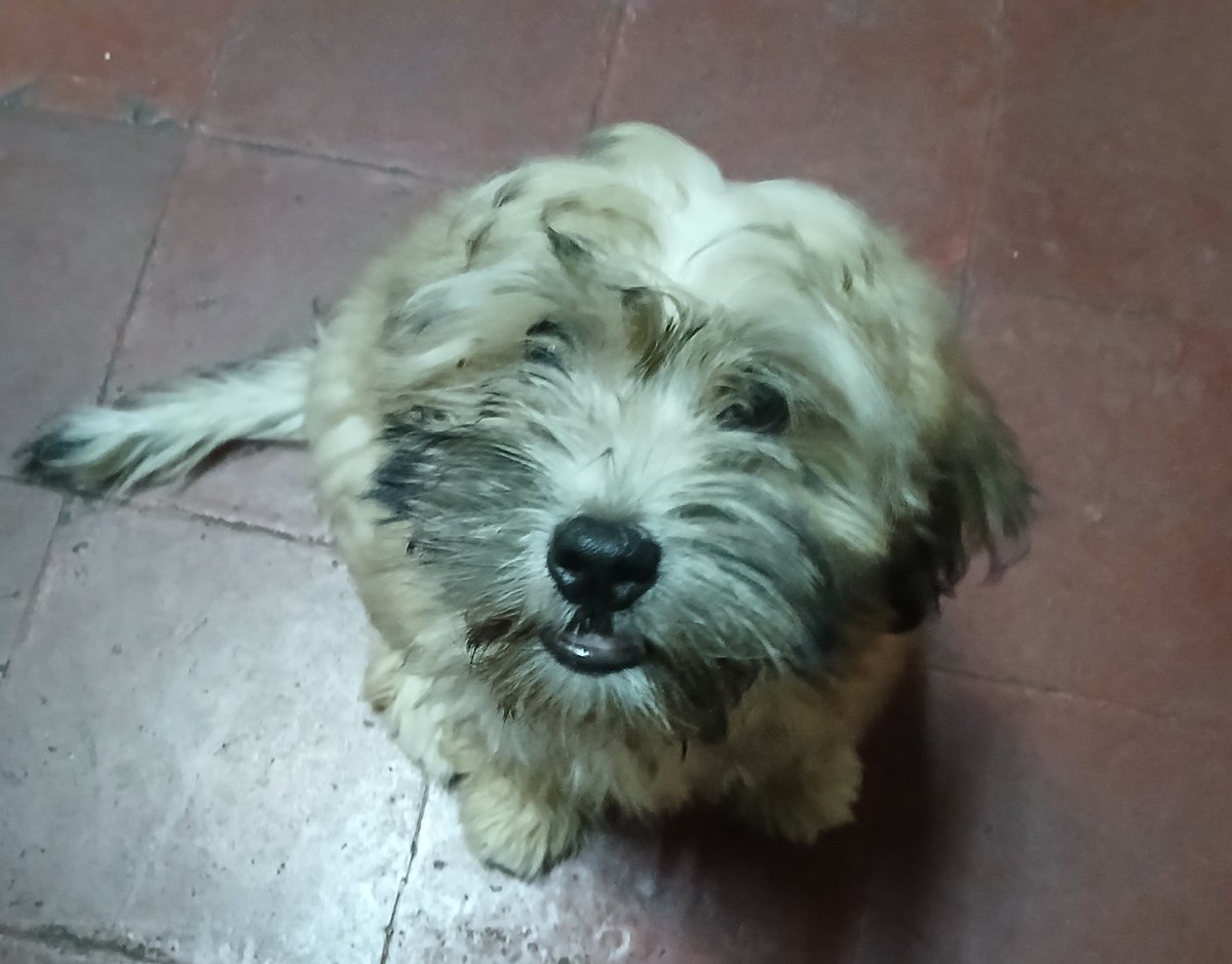 Caray_101's tweet photo. @Evanjennings64 I love my dog ​​so much, but I want to tear my hair out when I see he’s chewed up another one of my shoes for the third time this week. https://t.co/qmmMjyse49