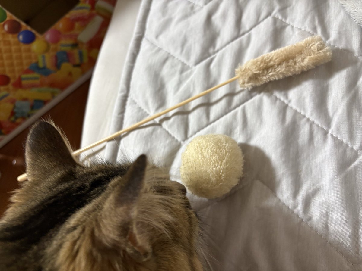 SAVA798330's tweet photo. 朝起きたら（猫たちのお世話できないと困るからリビングで寝た）この茶色い子の好きなおもちゃが私の横に集められてた
この子は横で待ってた

しばらく家開けてごめんね、いっぱい遊ぼう！ https://t.co/OGMcoqozmg