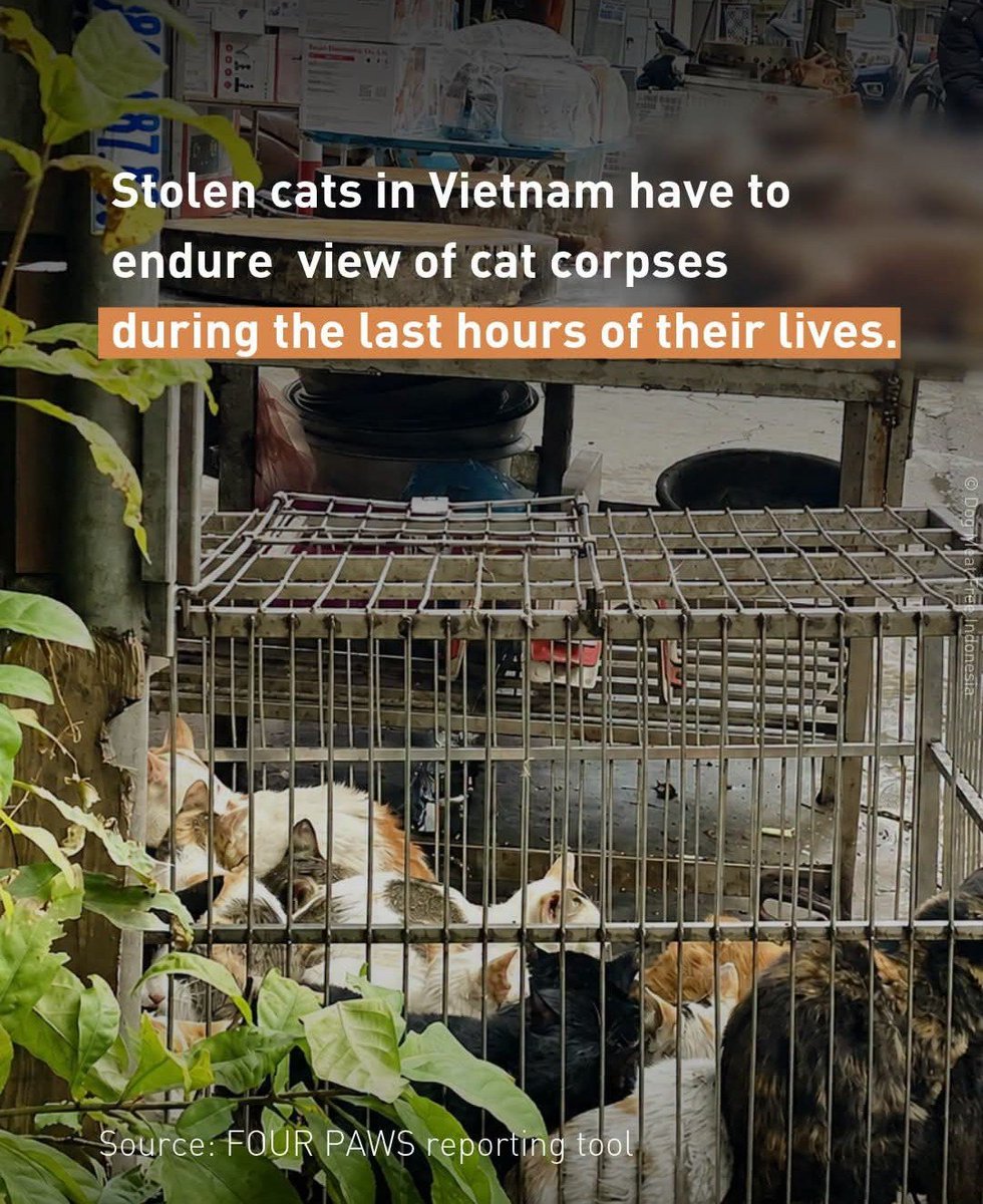 NamiKim_DogsSK's tweet photo. Our support for activists saving dogs and cats from the heinous #DogCatMeatTrade in #Vietnam 🇻🇳
Sharing from Four Paws International .@fourpawsint
➡️https://t.co/KvqxAhJd3G
"This heartbreaking image, submitted through our reporting tool, offers a devastating glimpse into the cat meat trade in Vietnam.
In the foreground, cats are confined inside a cage. Many cats caught in this trade are believed to have been stolen from their homes or taken from the streets, sometimes transported hundreds of kilometers from where they were found.
Just a few feet away, dead cats have been laid out at a vendor’s stall, waiting to be sold. We have blurred the bodies in this image to spare you from seeing what these frightened animals were forced to witness.
There is no way these cats have survived. But we want to prevent the killing of millions more.
If you haven't heard about the horrible cat meat trade: Millions of cats are being stolen and killed every year.
➡️ Check out our website to see what you can do: https://t.co/FQtXrsJ1SA
#EndDogMeatTrade
#EndCatMeatTrade