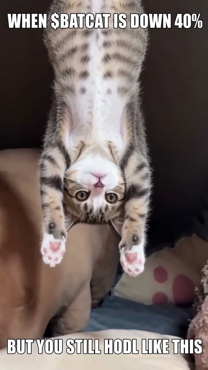 BATCATMEMES's tweet photo. I won’t let you forget $BATCAT

The dev sold out, zero buys, the token was handed over to the community — what could be better?

https://t.co/cChFn6aRHT

@Pumpfun @dexscreener @gmgnai https://t.co/iQ2WVQZImb