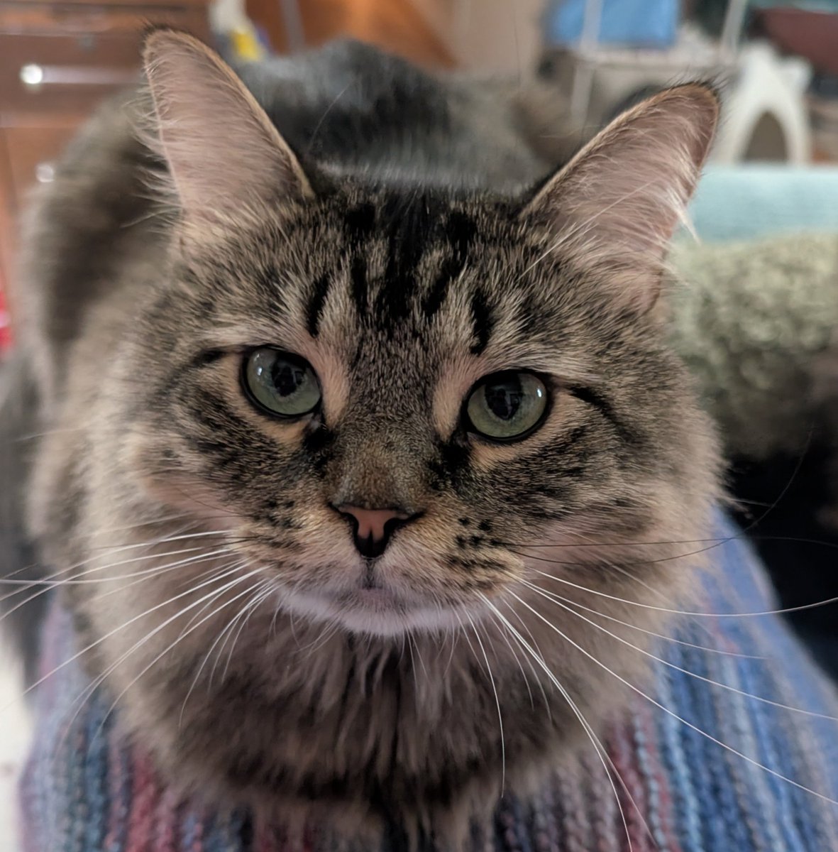 AlienCatK's tweet photo. The purrfect loaf does exist https://t.co/ARyWWXbsHL
