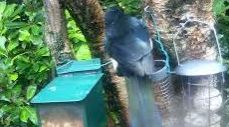 tourscotland's tweet photo. Will say good night with a Tour #Scotland short 4K early #Autumn Wednesday #wildlife #nature camera travel video Blog clip of sight and sounds of #Magpie #Birds spotted eating on #rainy morning visit and trip to my #Scottish cottage garden in #Perthshire https://t.co/bGRMEX0W8x https://t.co/0fNeN1OEEN