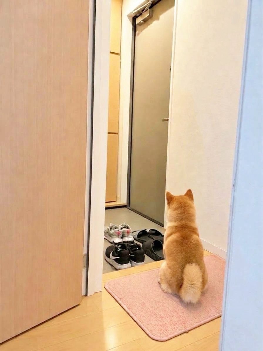 momonosekaiii's tweet photo. ゴミ出しと散歩に行くはずだった夫がゴミだけ持って重大な忘れ物してる https://t.co/YJHwRXkZah