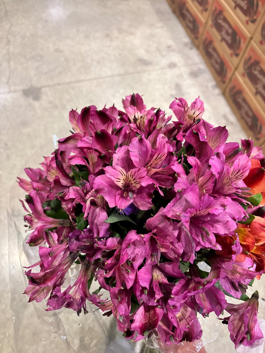 Kiwitrinity1's tweet photo. Buying flowers for my WONDERFUL girlfriend 🦭🦭🦭🦭🦭🦭 she’s so pretty🦦🦦🦦 she’s lowkey the flowers bleh #ilovemygirlfriend like omg 🤤🤤🤤 https://t.co/W5gbwCq3Fh