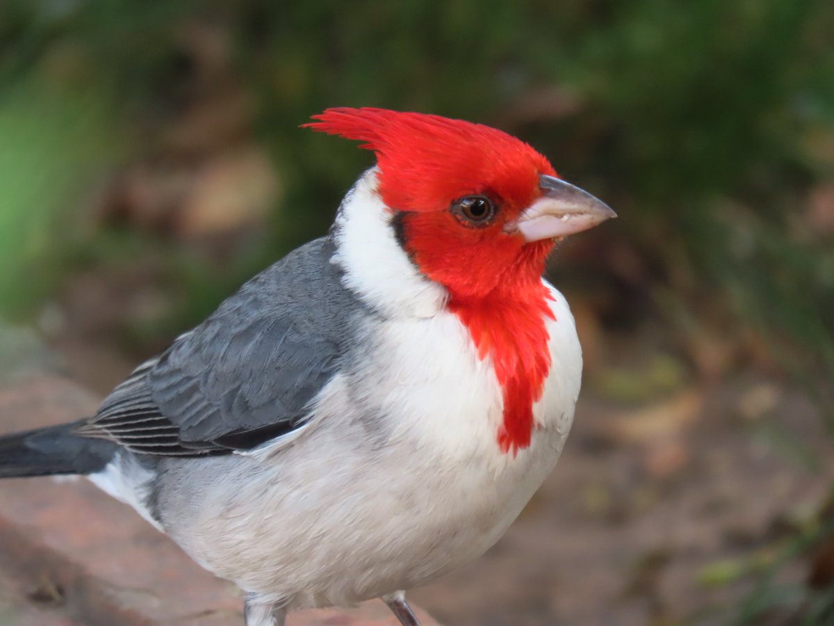 patricinicoloso's tweet photo. Cardeal/Red-crested Cardinal
Paroaria coronata
#animal #animais #animals #fotografias #photography #photograph #photo #photos #birding #birdwatching #santamaria #santamariars #riograndedosul #bird #birds #Ave #aves #asavesqueeuencontro #patricianicoloso #birdsoftwitter #cardinal https://t.co/ogEjJjdrwB