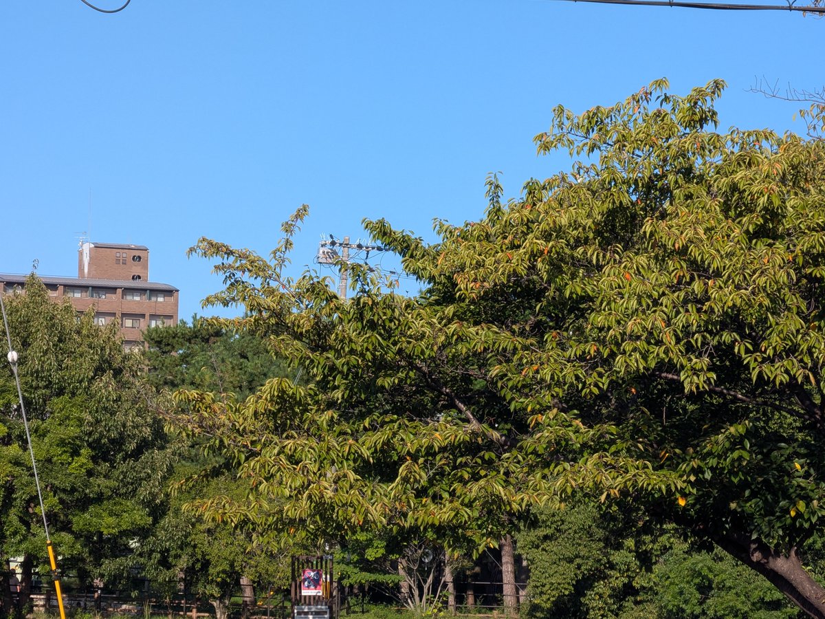 rintarou930's tweet photo. 2026/10/01の #京都 #高野川 越しに見える #下鴨神社 参道入口付近 https://t.co/7cuWXLVfJR