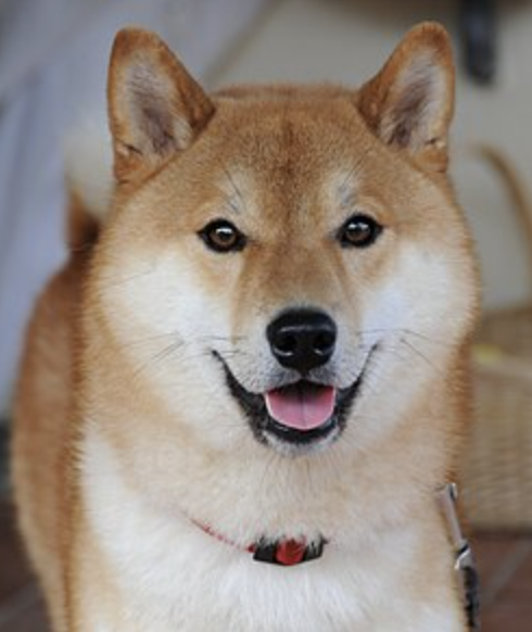 petergdevs's tweet photo. With all these inu's coming out we need to remember our roots

Lets just run a Straight Inu

No modifications, no special names, just a generic inu

Never been done either this way, and yet its the OG inu

paying dex @ 20k https://t.co/8UGgKYK2tr