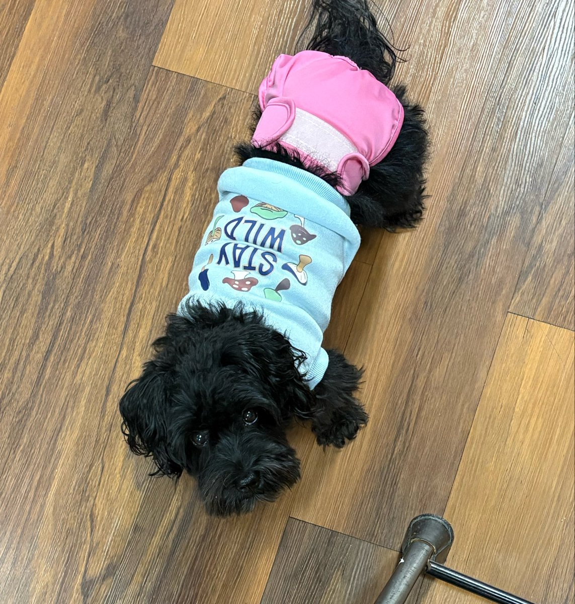 tinystarpup tweet picture