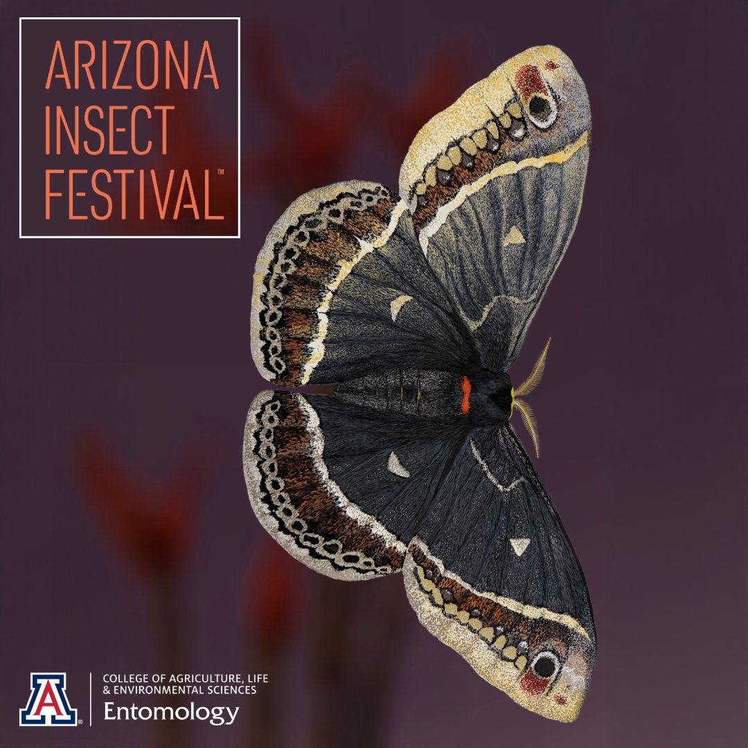 UArizonaCALES's tweet photo. Get ready for the 14th annual Arizona Insect Festival, a free, community event hosted by the U of A Department of Entomology!
🗓️ Sunday, October 4th | 🕐 10am - 3pm |📍ENR2 Building, U of A Campus (1064 E. Lowell St.)
More info: https://t.co/Gigcd1I0JI https://t.co/OWasC6Zgtu