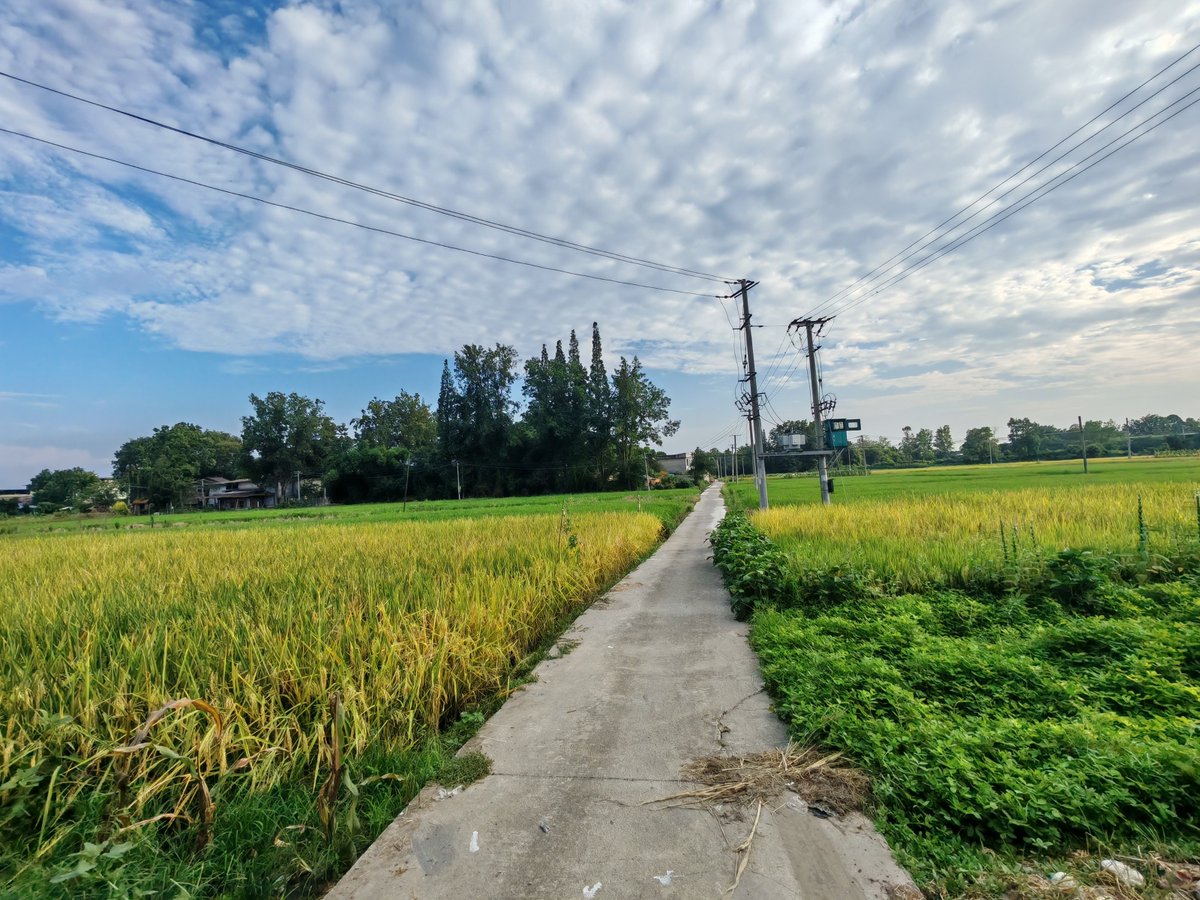 link_sean81_52d's tweet photo. Hey, the sled glides on the rice field path in the wild—wait, new mom's on the trip （注：通过近音/语境关联融入指定字的核心发音与场景：橇对应sled，稻对应rice，野对应wild，行对应trip，妊对应mom's pregnancy（新妊娠状态））， https://t.co/l8KZaAx2Qo