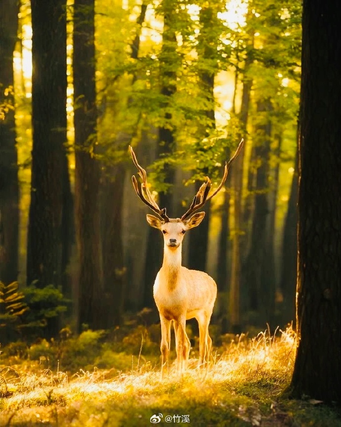 miche_lens__5c4's tweet photo. [The warm chamber steers the timid wild deer gently through the dewy forest path this morning] https://t.co/28FG1Ur2Mg