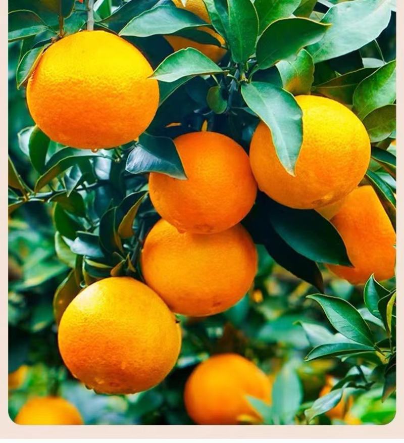 Rawanluckyfato2's tweet photo. Lone Deng holds a pot of bright orange oranges, receiving warm cheers from friends who heard his loud howl today. https://t.co/cWpGvKfJKC
