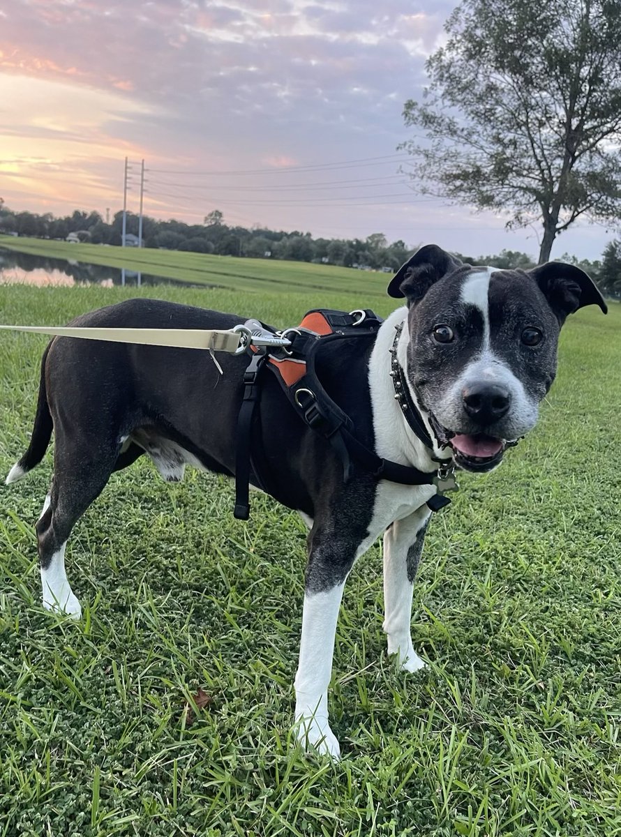 LoveHasOnly1God's tweet photo. My dog is 110 years old. https://t.co/SGiX2I5c6W