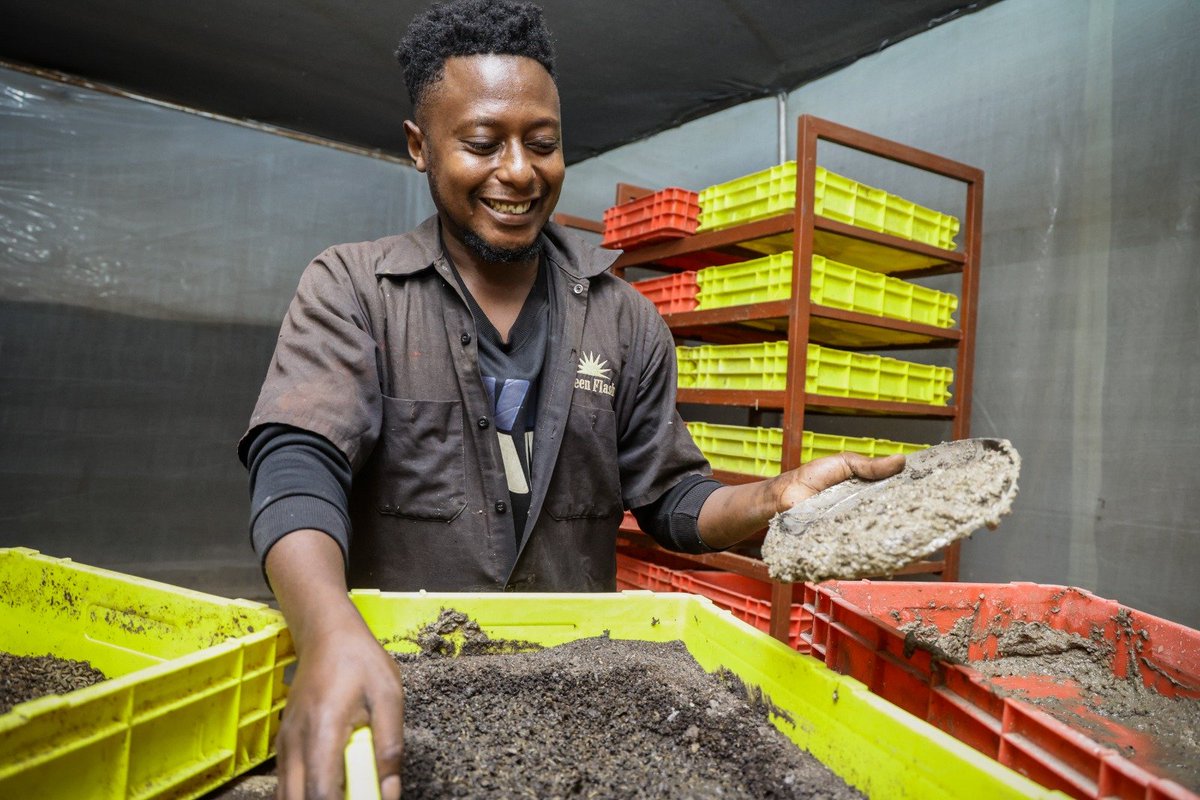 nerreah_1's tweet photo. WHAT IF WASTE ISNT THE END BUT THE BEGINNING?Meet Jimbo Taka by Jumuisha Initiative in Makueni County as they turn black soldier fly larvae into organic fertilizer,chicken and fish feeds.#MajiNaTakaKE https://t.co/XZCZAXCcrp