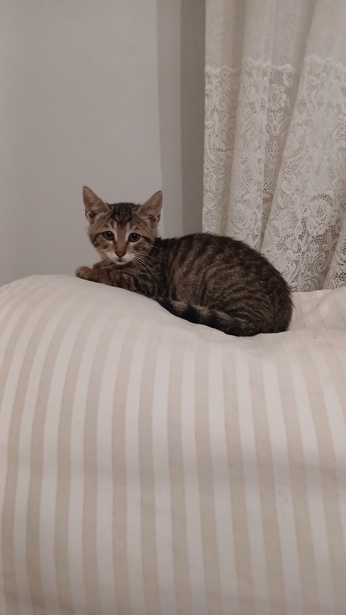 elifkedisii's tweet photo. Arkadaşlar koskoca İstanbul'da bir kişi yok mu yahu sahiplenecek? Ben bir canımla 20 tane bakıyorum. İkinci kediniz olsun, üç olsun başka şansları yok dışarda artık hayat bitti bu canlar için lütfen😔 https://t.co/d1Z7AJahWe