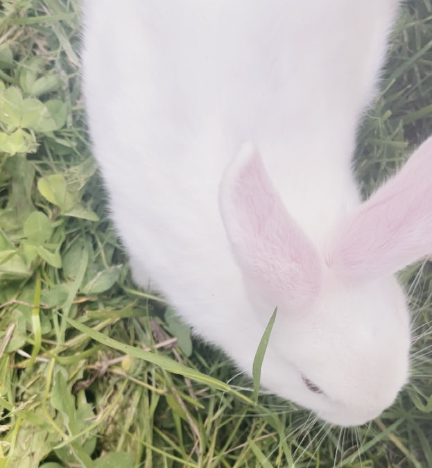 nibblemepls's tweet photo. bunni ᕱᕱ #bunny #omg #cool #sweetbunny https://t.co/M6kNTfvJmm