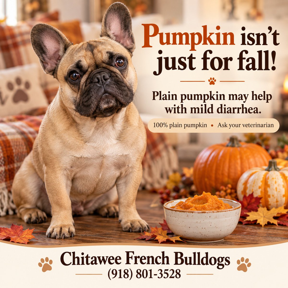 ChitaweeBulldog's tweet photo. 🎃 Pumpkin isn’t just for fall decorating!
Did you know that plain pumpkin can help firm up your dog’s stools during some cases of mild diarrhea? 🐾
Learn more >>> https://t.co/4tdontWRHy
Chitawee French Bulldogs - (918) 801-3528
#ChitaweeFrenchBulldogs #FrenchBulldogs https://t.co/RY3YIlS5cY