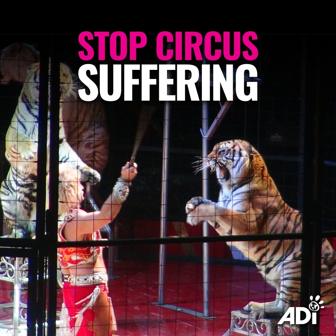 AnimalDefenders's tweet photo. WHAT'S THE COST OF THIS ‘ENTERTAINMENT’? ADI’s evidence has shown daily, casual violence & intimidation – screaming, shouting, beating.
🐯Don’t visit #circuses, fairs, or other events with performing animals!
🎪Share this post or tag a friend in the comments to raise awareness! https://t.co/4tS8vXofRK