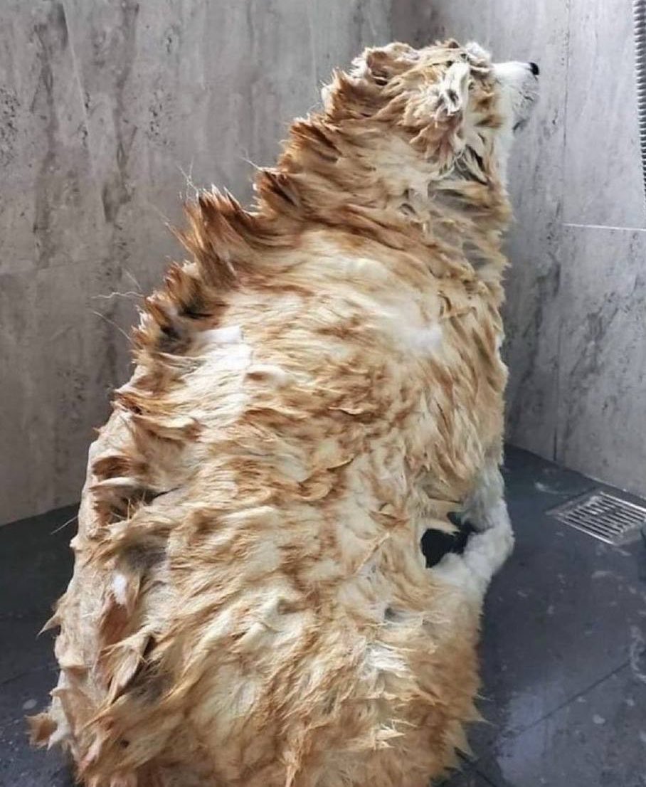 DiloConPerritos's tweet photo. Dogzilla 🦖 https://t.co/GJUuYLhb3P