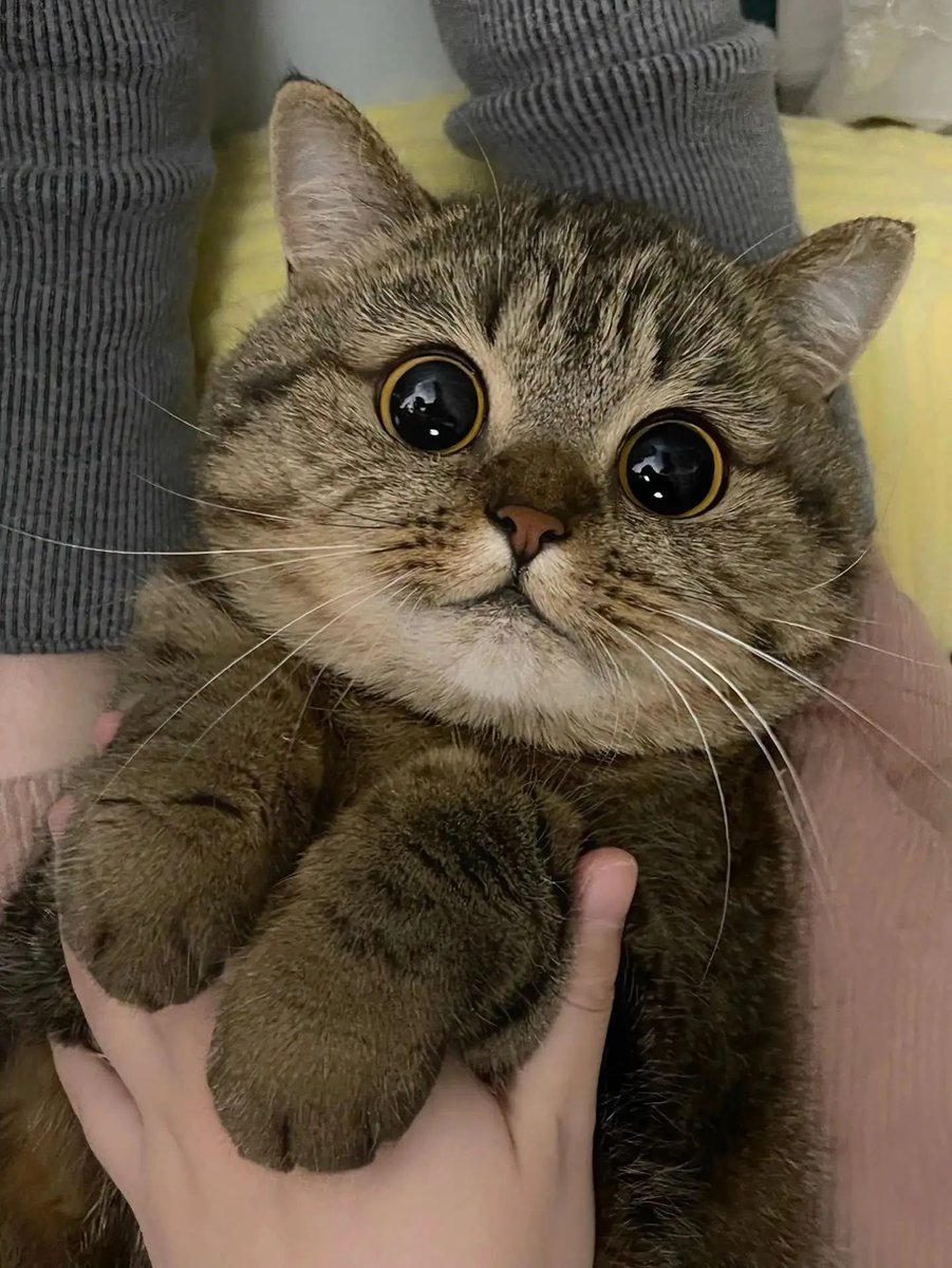BestOfMeow's tweet photo. Innocent eyes https://t.co/h61UZ1OShH