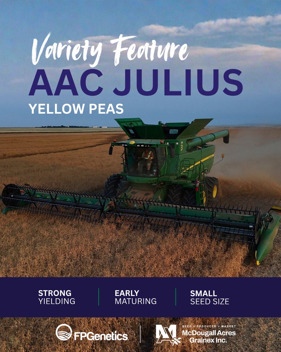 McDougallAcres's tweet photo. Meet AAC Julius.

A yellow pea variety that combines strong yield potential w/ early maturity &amp; a small seed size, bringing a solid mix of performance &amp; practicality to Prairie pea acres.

Looking ahead to next season? Contact McDougall Acres Grainex to learn more.

@fpgenetics https://t.co/y6ZwPdQHfo