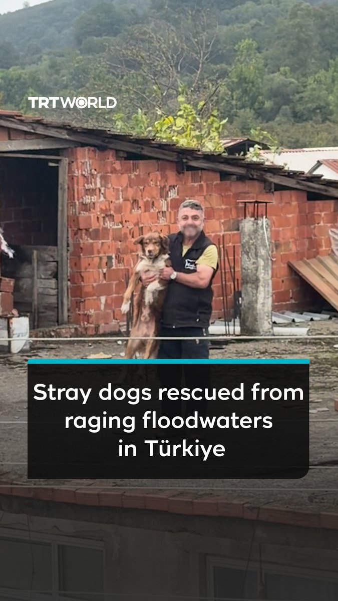 A man wearing a black vest holds a brown and white dog he rescued, standing in front of a brick building surrounded by floodwaters, with the caption "Stray dogs rescued from raging floodwaters in Türkiye" and TRT World logo visible, illustrating the rescue effort mentioned in the post.
