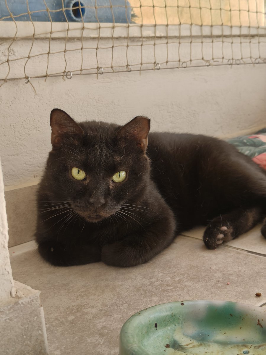 FosterKittensGR's tweet photo. Μεγάλος έρωτας, ένας μαύρος θεός που σώθηκε από την Αττική οδό πάνω από ένα χρόνο τώρα. Πολύ ήσυχος, ευγενική ψυχή διακριτικός. Ψάχνει και ψάχνει...αλλά τίποτα ακόμα!!!
Περιμένω RT τουλάχιστον σας λέω!!! https://t.co/ln70UyDVmS