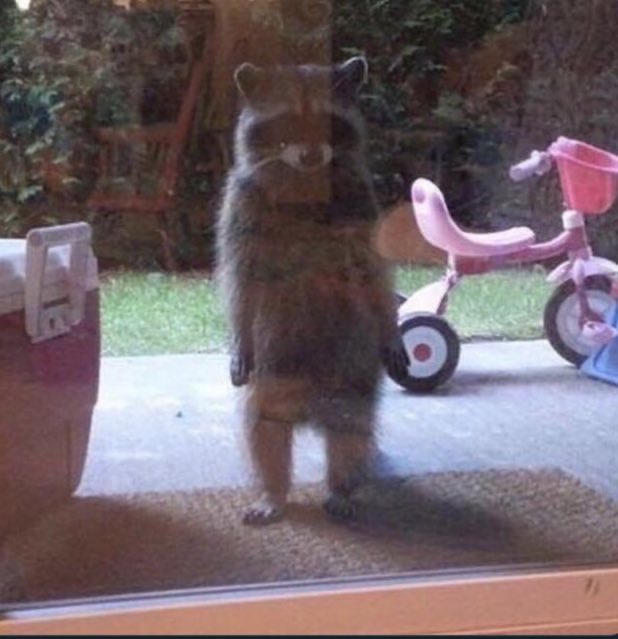 HungOnCode's tweet photo. Waking up from my nap and seeing my agent waiting for my approval to a scheduled task https://t.co/1HwG20sTzF
