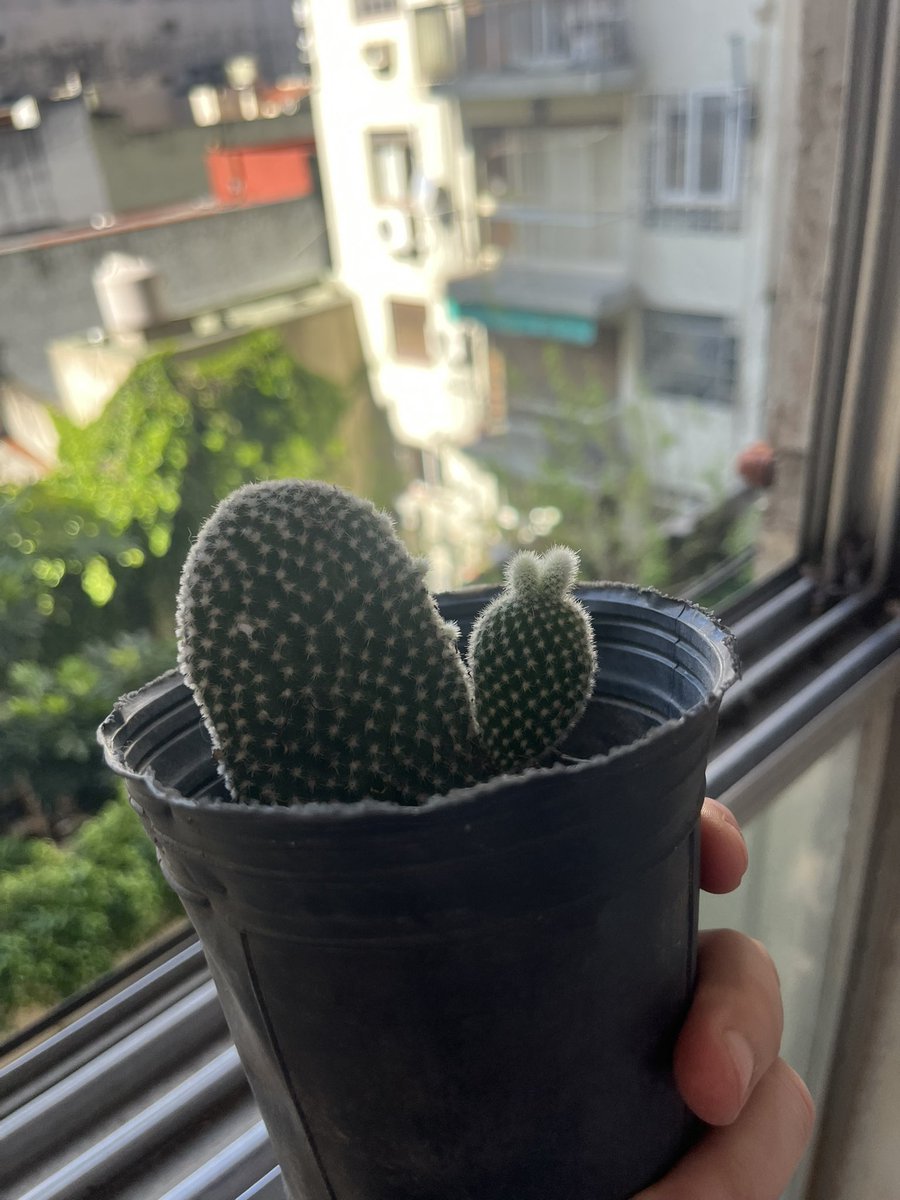 ohhmcfly's tweet photo. pero sos un cactus amigo no podes ser peronista 
como que no? https://t.co/r862BBp8dn