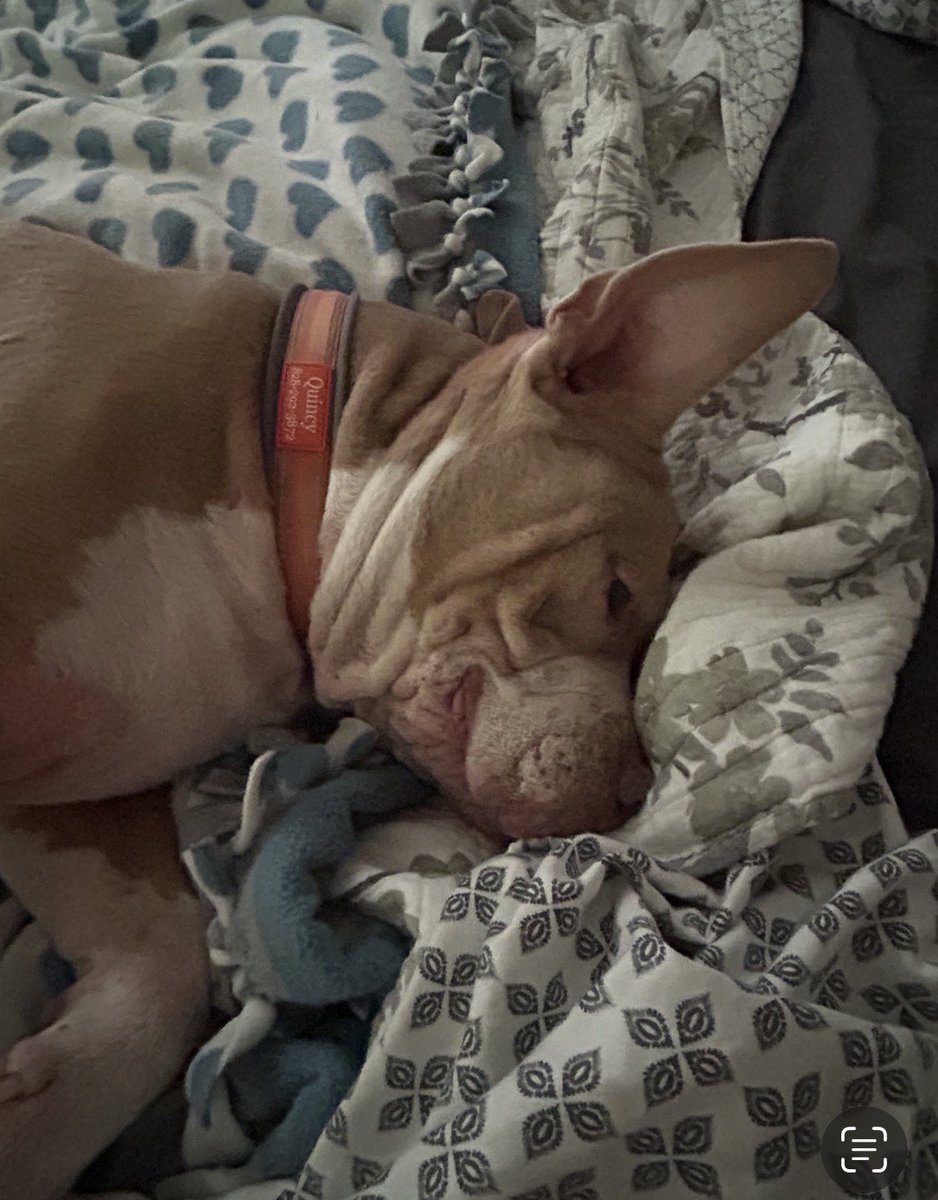 LolaPatolla's tweet photo. Quincy checking in!
Wants everyone to know that life with his mom is REALLY good! ♥️ https://t.co/37MP5diJrd