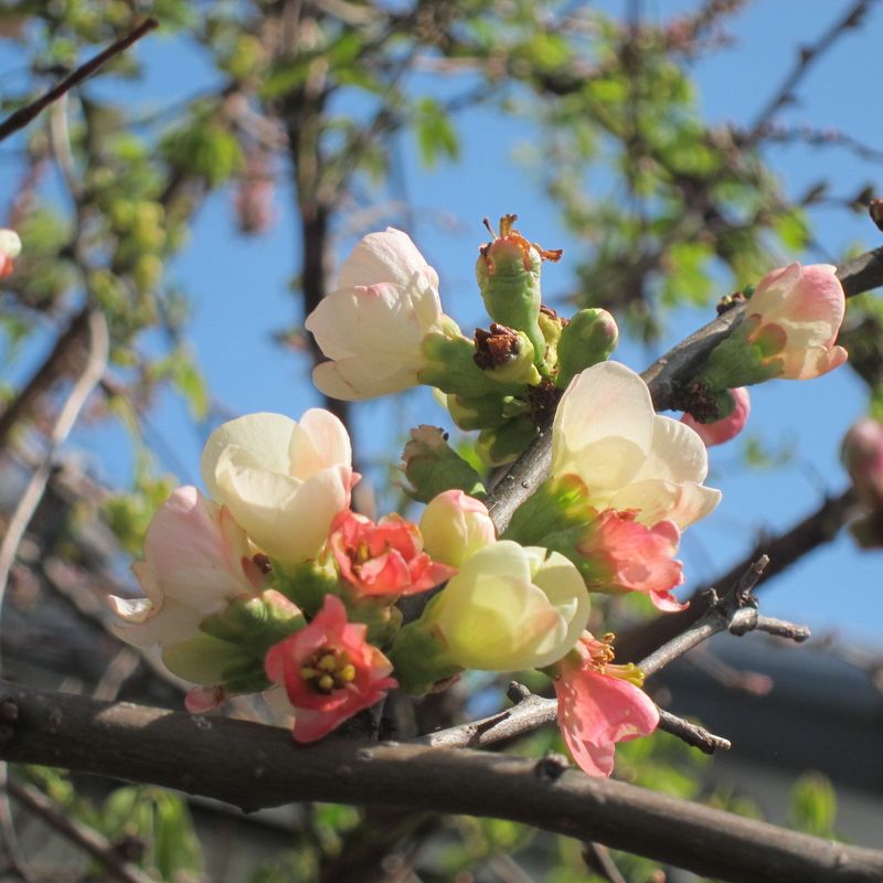 c_nuss_442_f1b's tweet photo. The witch envoy Rong Tao brings the season's first peach blossom ， https://t.co/EQM1SBg5lT