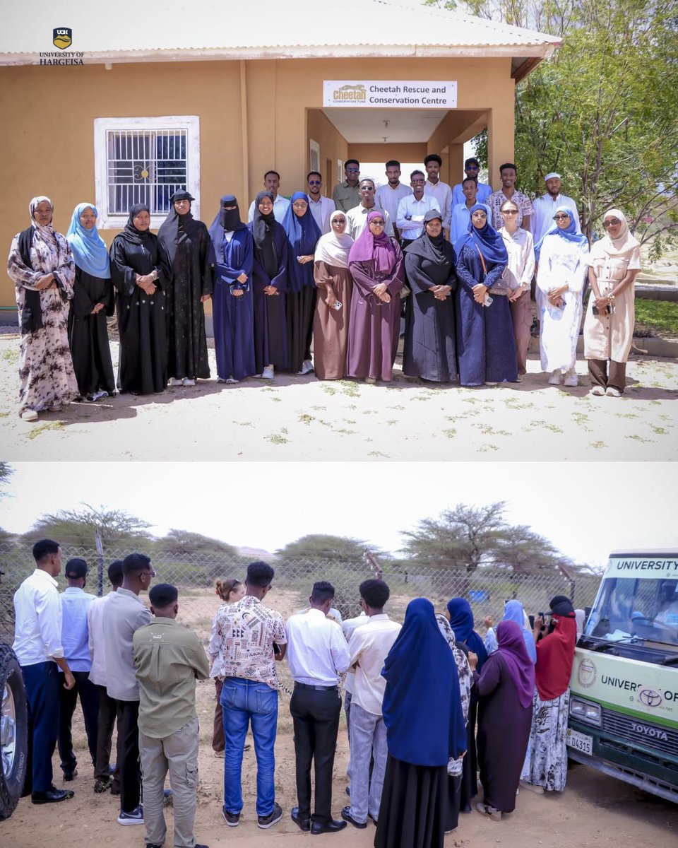 CCFCheetah's tweet photo. Earlier this month, students and recent graduates from the College of Agriculture, Veterinary and Environment at the University of Hargeisa (@UniofHargeisa) took
part in a CCF training on wildlife and environmental #conservation.

The training explored the connections between animal health, #biodiversity, environmental protection and public health, with a particular focus on the role #veterinary professionals can play in #wildlife conservation. Through lectures, discussions, demonstrations and group activities, participants learned about wildlife disease surveillance, biodiversity protection and the importance of the One Health approach — recognising that the health of people, animals and #ecosystems are closely connected.

The learning continued in the field with a visit to Geed Deeble, where students gained practical experience in wildlife care and environmental conservation, including the opportunity to observe cheetahs and learn more about efforts to protect wildlife and their natural habitats. By sharing knowledge and building conservation skills with the next generation of professionals, we can help create a stronger future for wildlife and the ecosystems they depend on.

🔗Read more: https://t.co/h04xk69kqD