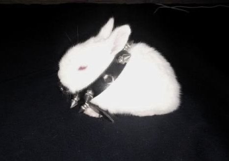 bunnyposting_'s tweet photo. its not a phase mom!!!!!!! https://t.co/RkioZOByDH