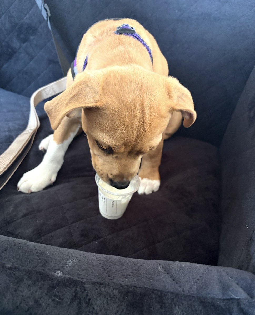 LolaPatolla's tweet photo. Alice now Mia checking in!
Her mom says “we love her so much ❤️ she’s spent time on road trips, being a nosey neighbor, graduating puppy class, and cheering on the bills. 
So happy for this sweet girl! ���️ https://t.co/HuhtJqPkd8
