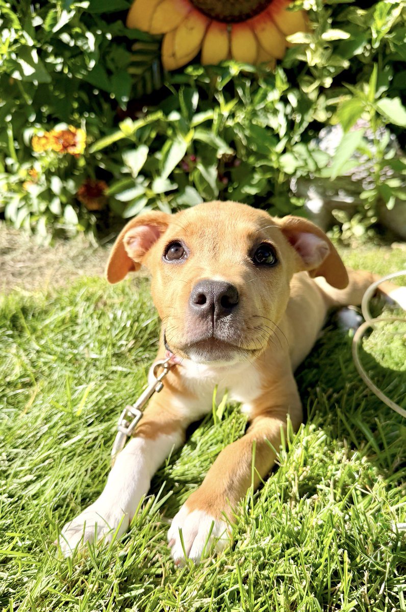 LolaPatolla's tweet photo. Alice now Mia checking in!
Her mom says “we love her so much ❤️ she’s spent time on road trips, being a nosey neighbor, graduating puppy class, and cheering on the bills. 
So happy for this sweet girl! ���️ https://t.co/HuhtJqPkd8