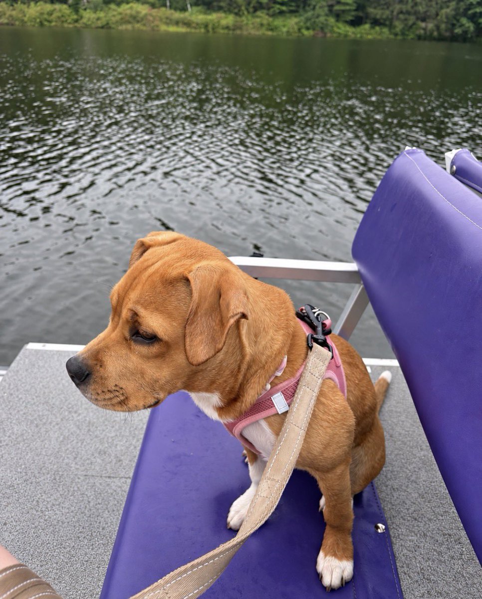 LolaPatolla's tweet photo. Alice now Mia checking in!
Her mom says “we love her so much ❤️ she’s spent time on road trips, being a nosey neighbor, graduating puppy class, and cheering on the bills. 
So happy for this sweet girl! ���️ https://t.co/HuhtJqPkd8