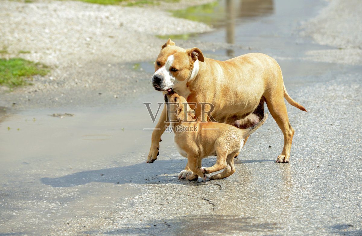Alpinhcy's tweet photo. Nuestro caché de 2 meses ya corre, juega y aprende cada día! La vida con una mascota llena de pequeas alegrías sin fin. https://t.co/2i6hkU9j1B