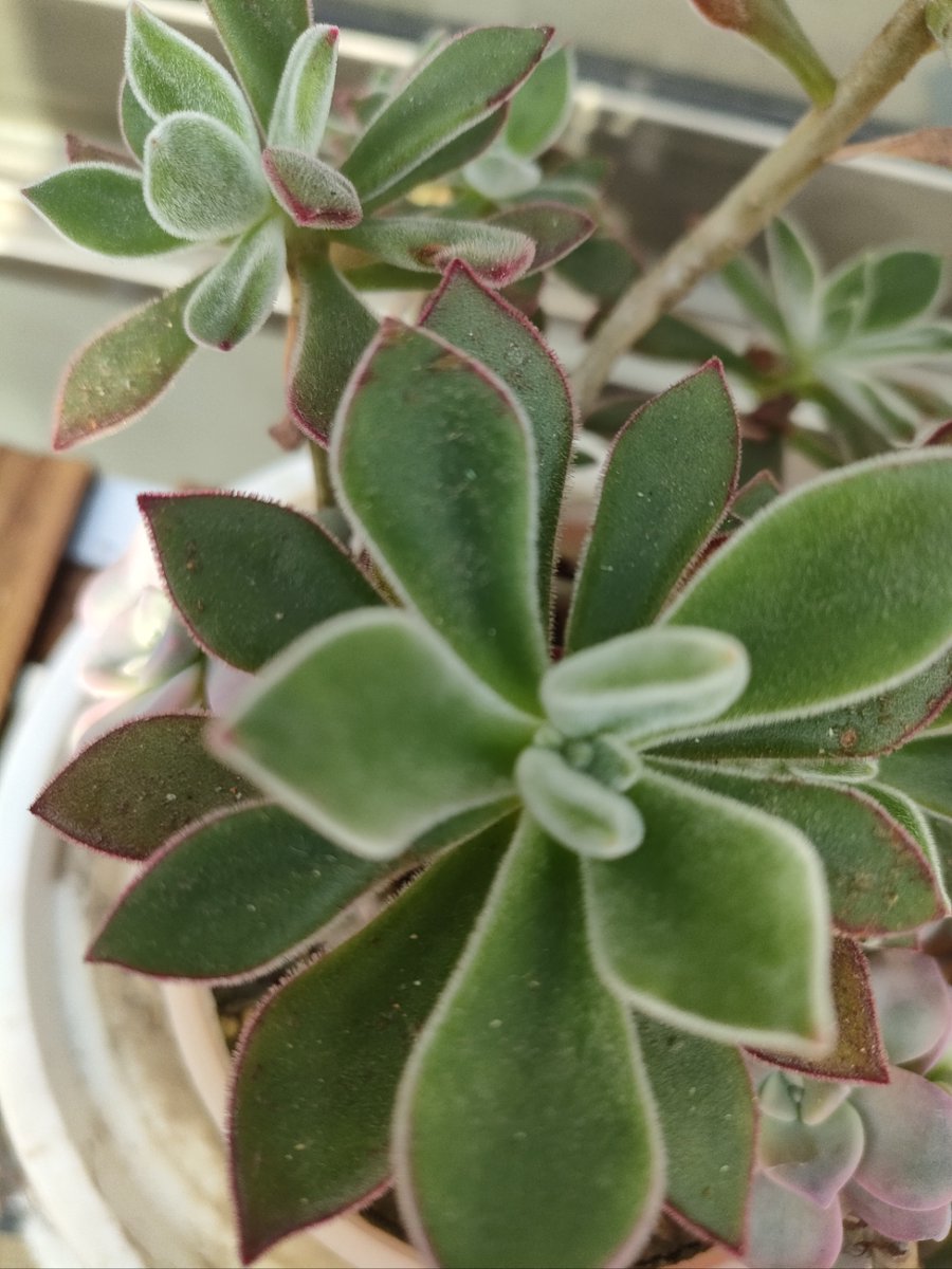 RebeckaEdossf's tweet photo. Cuidado de plantas: Riega tu suculenta una vez cada 10 días en verano, no en exceso!， https://t.co/cgTuX8J3qa