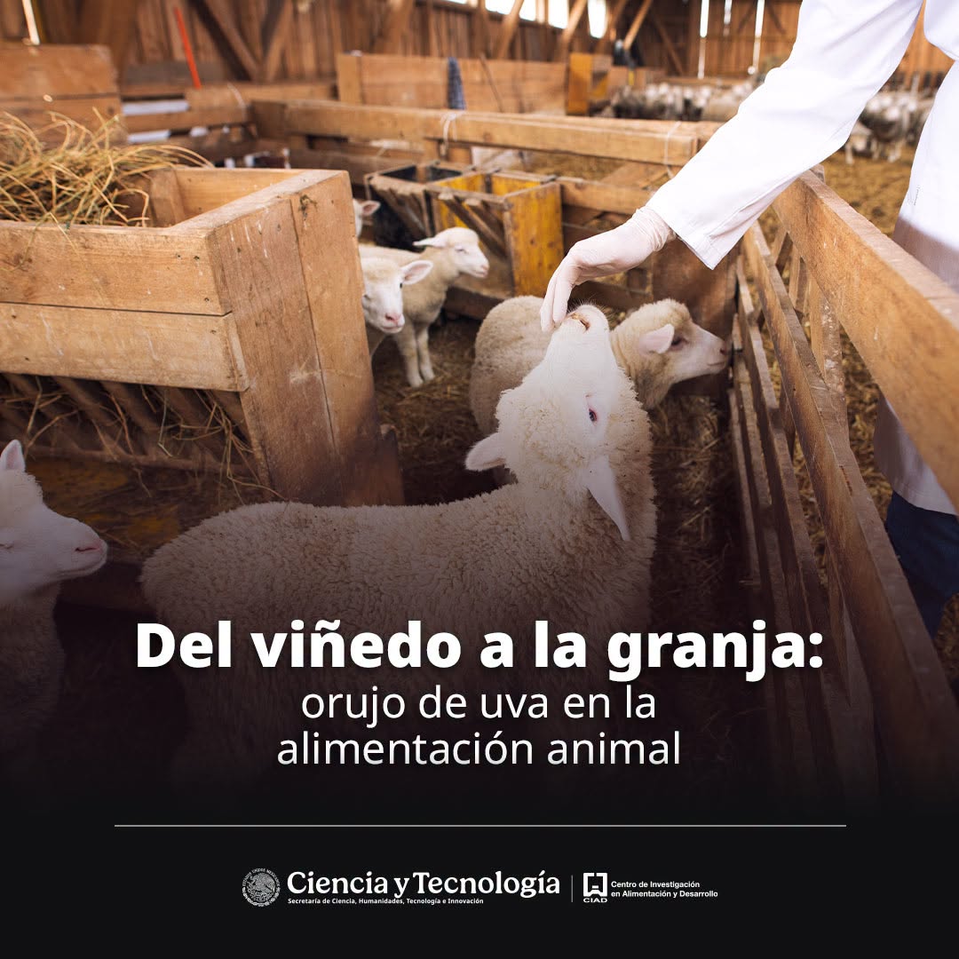 ciadmx's tweet photo. Un estudio en corderos encontró que incorporar un subproducto vinícola a su dieta generó mayor ganancia de peso, cambios favorables en la microbiota intestinal y una tendencia a disminuir la carga parasitaria, aunque se requieren más estudios
✅https://t.co/2ZvLd1TsF6 https://t.co/Aklz9jKrlT