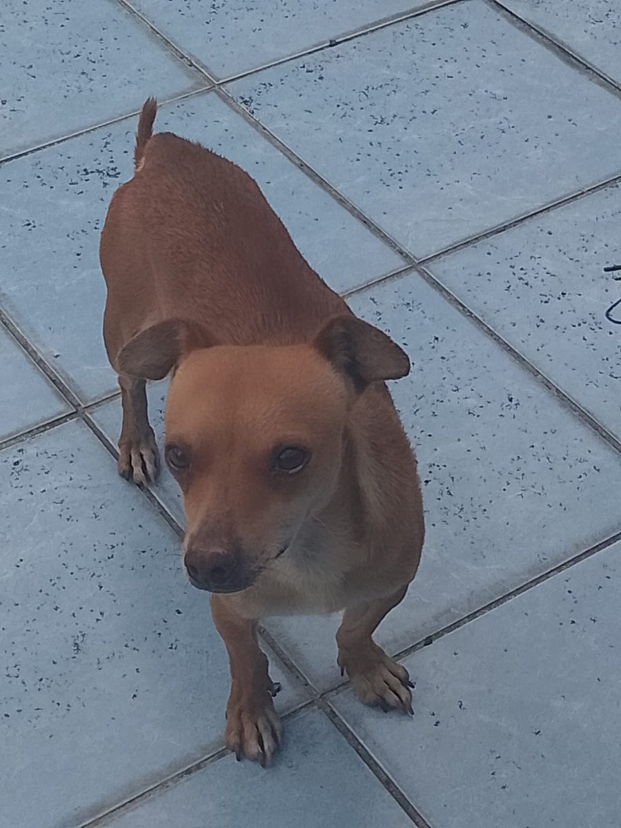 Alina_Gag's tweet photo. Me llamo Manolo. Soy un chihuahua de un año. Me encontraron tirado en la calle débil. Estaba cansado y deshidratado.

Pero me recogieron y me llevaron a un lugar en el que pude descansar. 🥹 me he repuesto muy bien 

Y ahora estamos buscando una familia para mi https://t.co/Py9p1LruWi