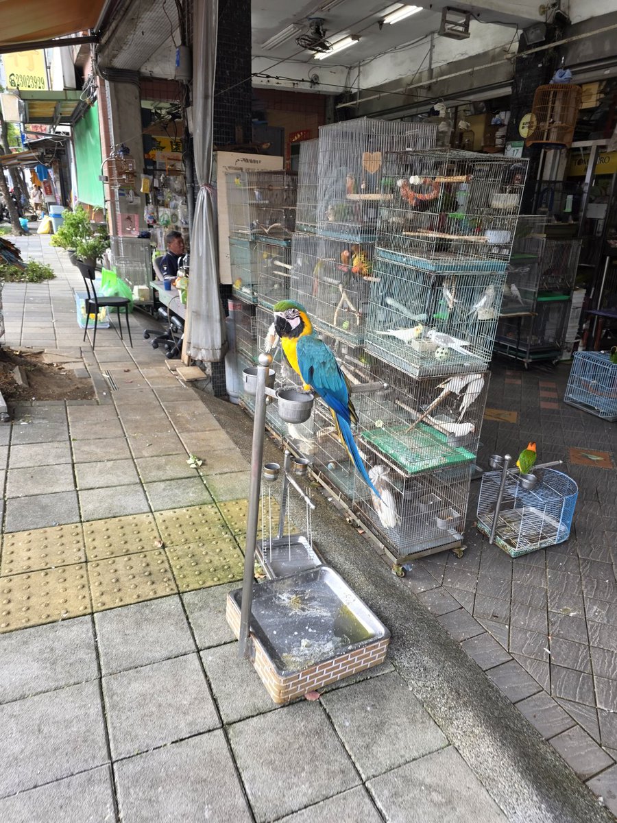 Velvet_Atlas's tweet photo. There aren’t any especially fancy decorations here, just a very ordinary street.But I stood there for a while looking around, and somehow I found it really interesting. https://t.co/4FiWfOK3t3