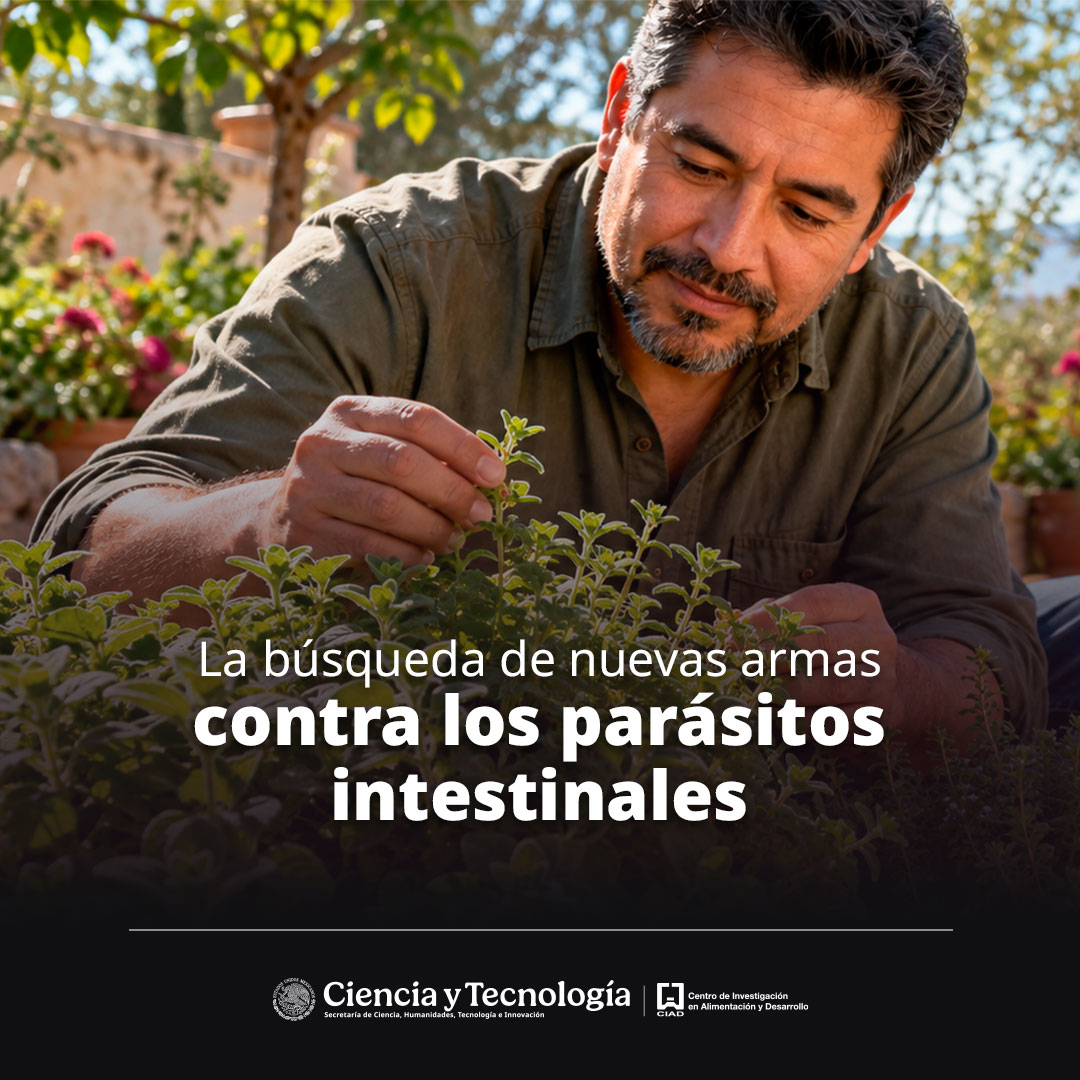 ciadmx's tweet photo. Un compuesto natural presente en orégano y tomillo será evaluado mediante nanoemulsiones para determinar si mejora su acción frente a organismos gastrointestinales resistentes a tratamientos convencionales, con posibles aplicaciones futuras en sanidad.
✅https://t.co/bNg1CG9mIJ https://t.co/jjnaqkWD2o