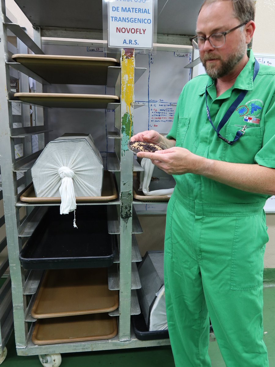 Screwworm_RR's tweet photo. ARS scientists are employing innovative modeling techniques to predict where New World screwworm infestations may emerge in the United States. This forward-thinking approach helps USDA agencies act earlier and respond faster with resources when needed. 

Learn more at: https://t.co/v9wt8kzXZZ