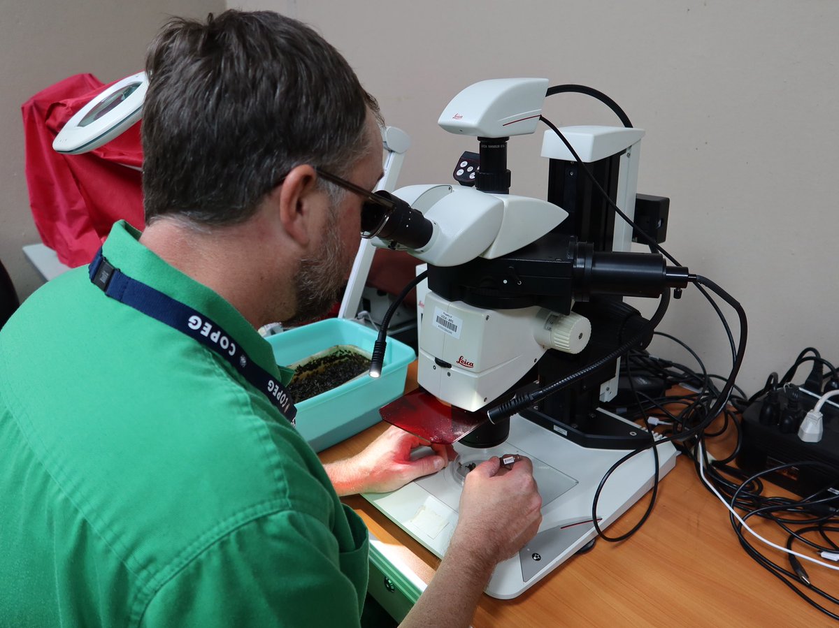 Screwworm_RR's tweet photo. ARS scientists are employing innovative modeling techniques to predict where New World screwworm infestations may emerge in the United States. This forward-thinking approach helps USDA agencies act earlier and respond faster with resources when needed. 

Learn more at: https://t.co/v9wt8kzXZZ