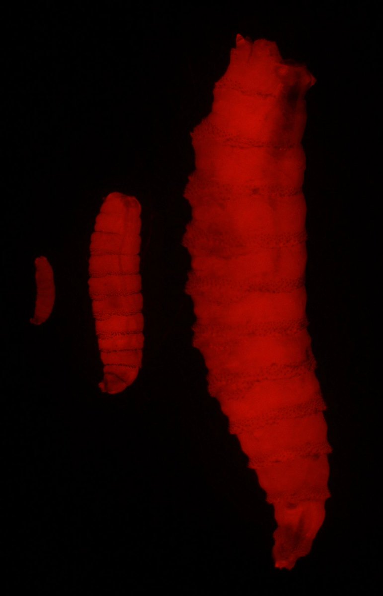 Screwworm_RR's tweet photo. ARS scientists are employing innovative modeling techniques to predict where New World screwworm infestations may emerge in the United States. This forward-thinking approach helps USDA agencies act earlier and respond faster with resources when needed. 

Learn more at: https://t.co/v9wt8kzXZZ