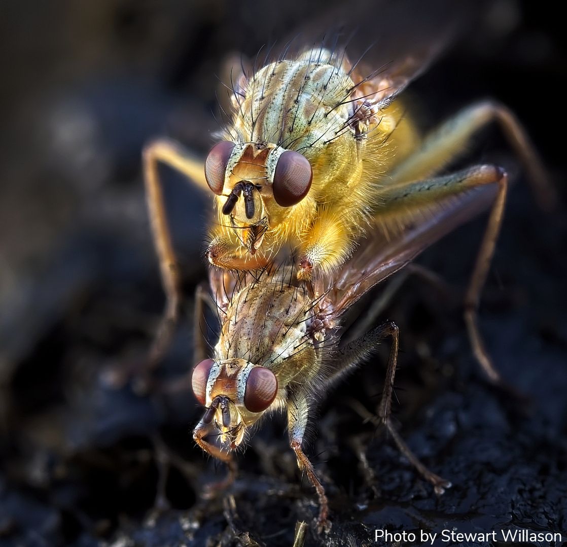 EntsocAmerica's tweet photo. Arthropod Photo of the Week: September 30, 2026
Golden dung flies
Scathophaga sp.
Diptera: Scathophagidae
Observed in Oregon, USA
By Stewart Willason, Oregon, USA
#arthropodPOTW https://t.co/Tj97F7alO5